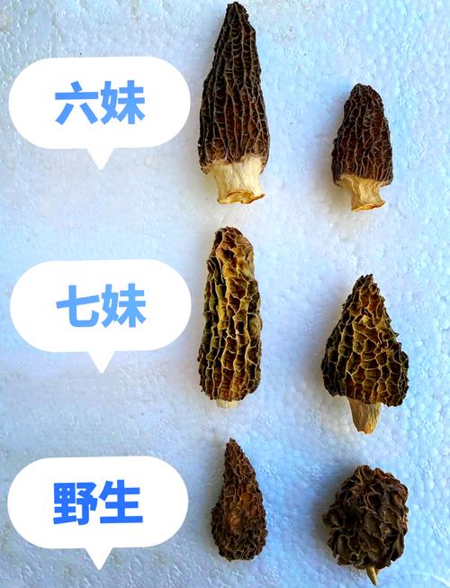 七日世界羊肚菌获取方法：两大途径与详细点位指南