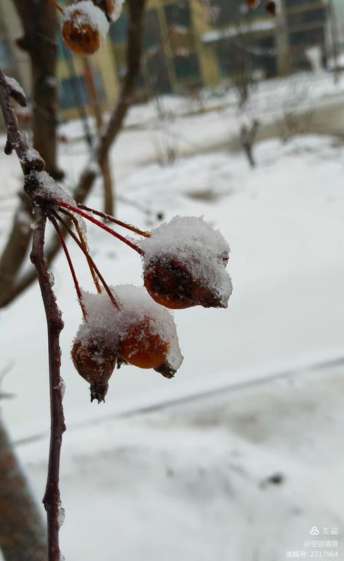 暖雪手机版多少钱？25元买断制价格详解与购买指南