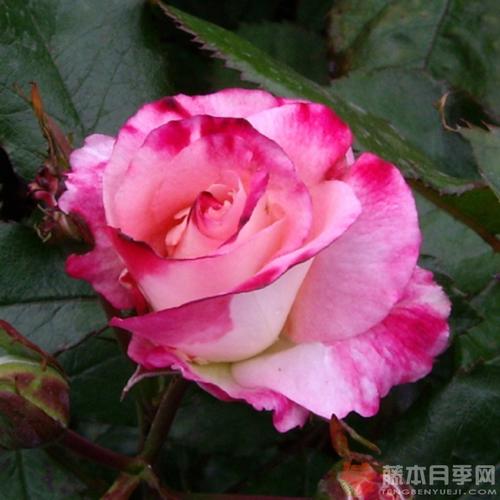 泰拉瑞亚阿比盖尔的花如何获得？墓地环境速刷全攻略