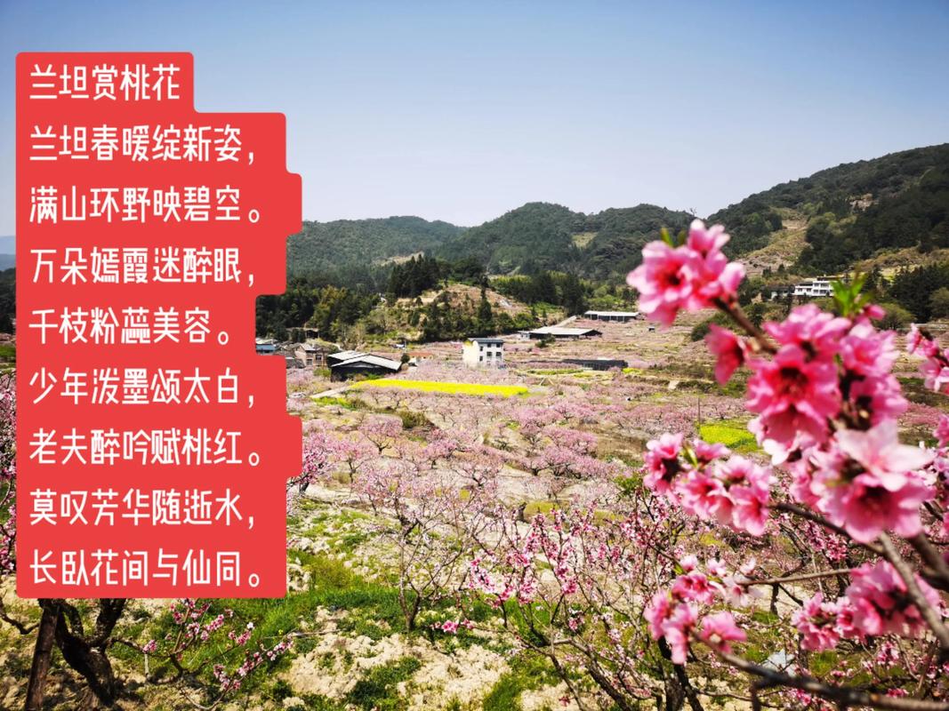 桃源深处有人家种花等级要求详解：解锁田园花艺全攻略