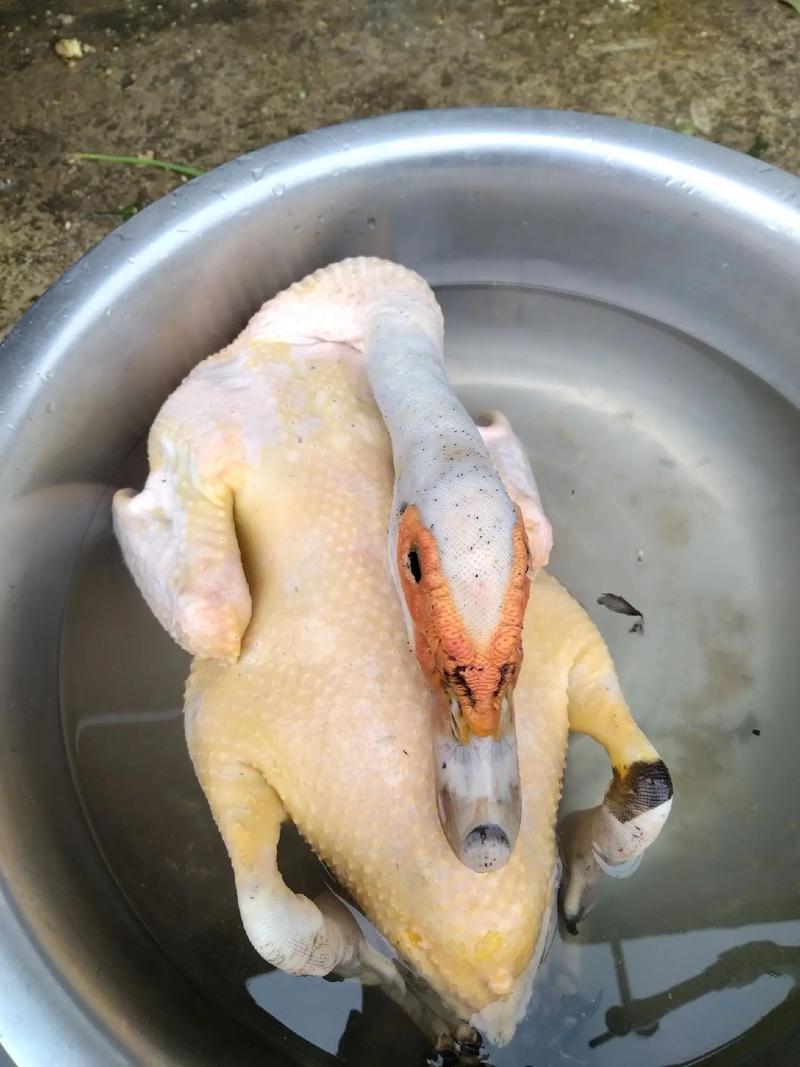 鹅鸭杀最多多少人？官方人数限制与最佳配置全解析