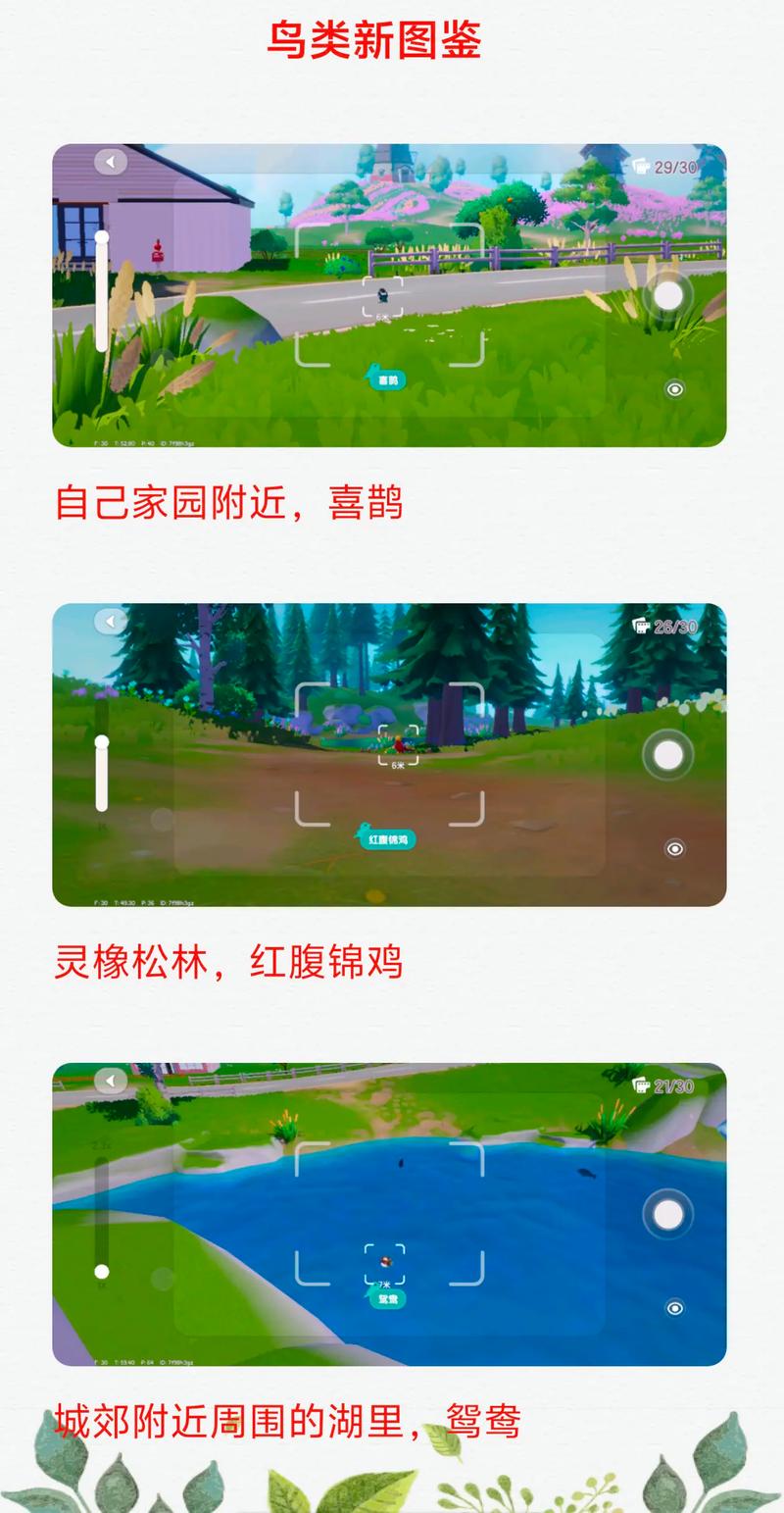 心动小镇观鸟攻略：从零到十级全图鉴/五星拍摄/刷钱路线详解